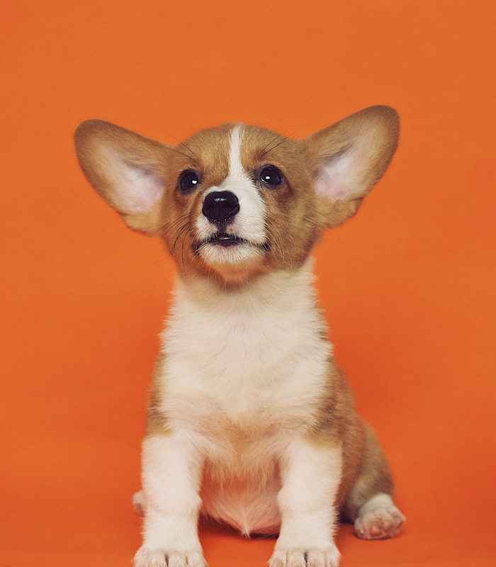 Professional pet care team with dogs