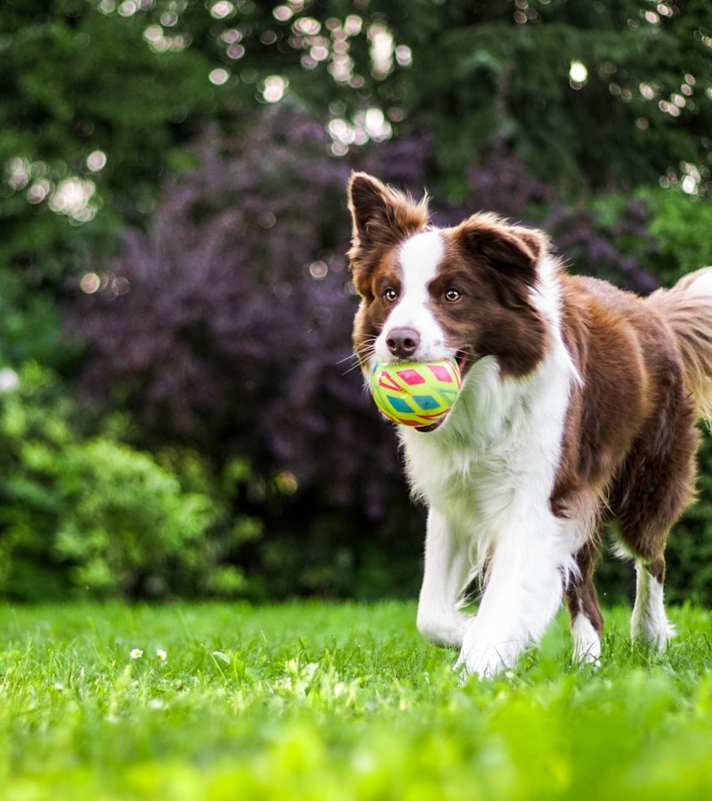 Dog walking in Norwich parks