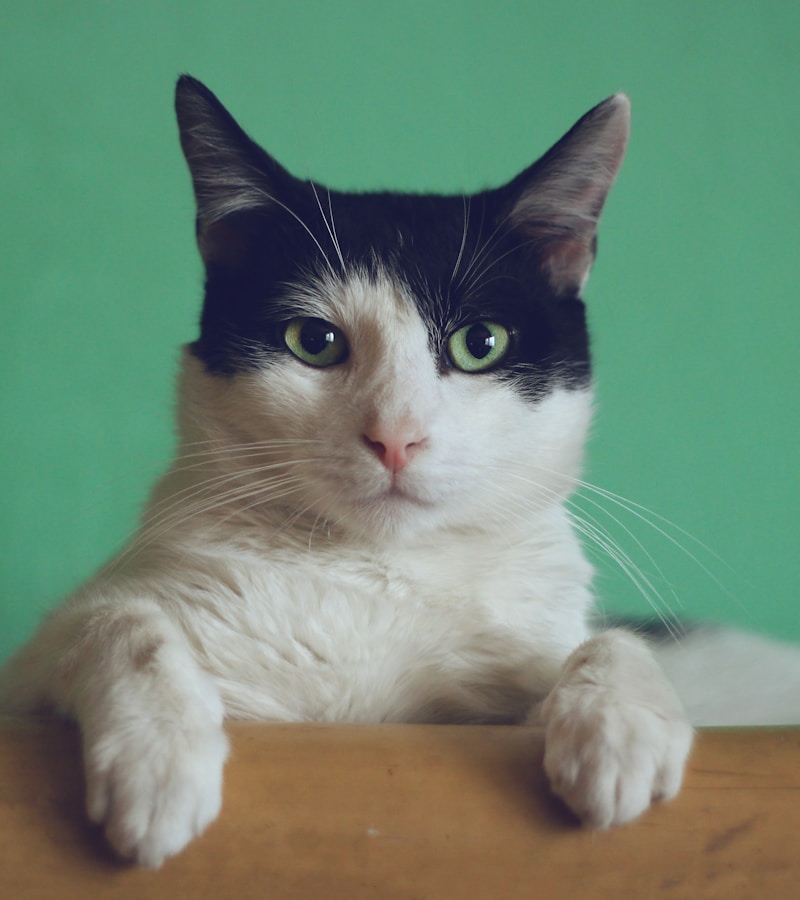 Cat care and home visits Norwich